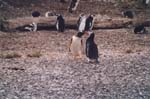 tierra del fuego - pinguins - 